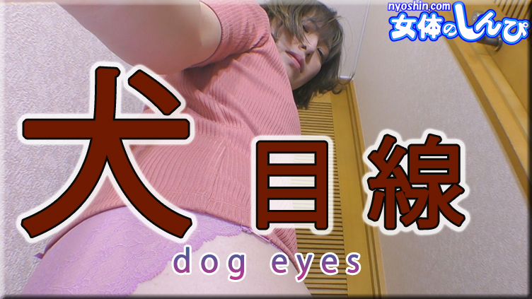 犬目線